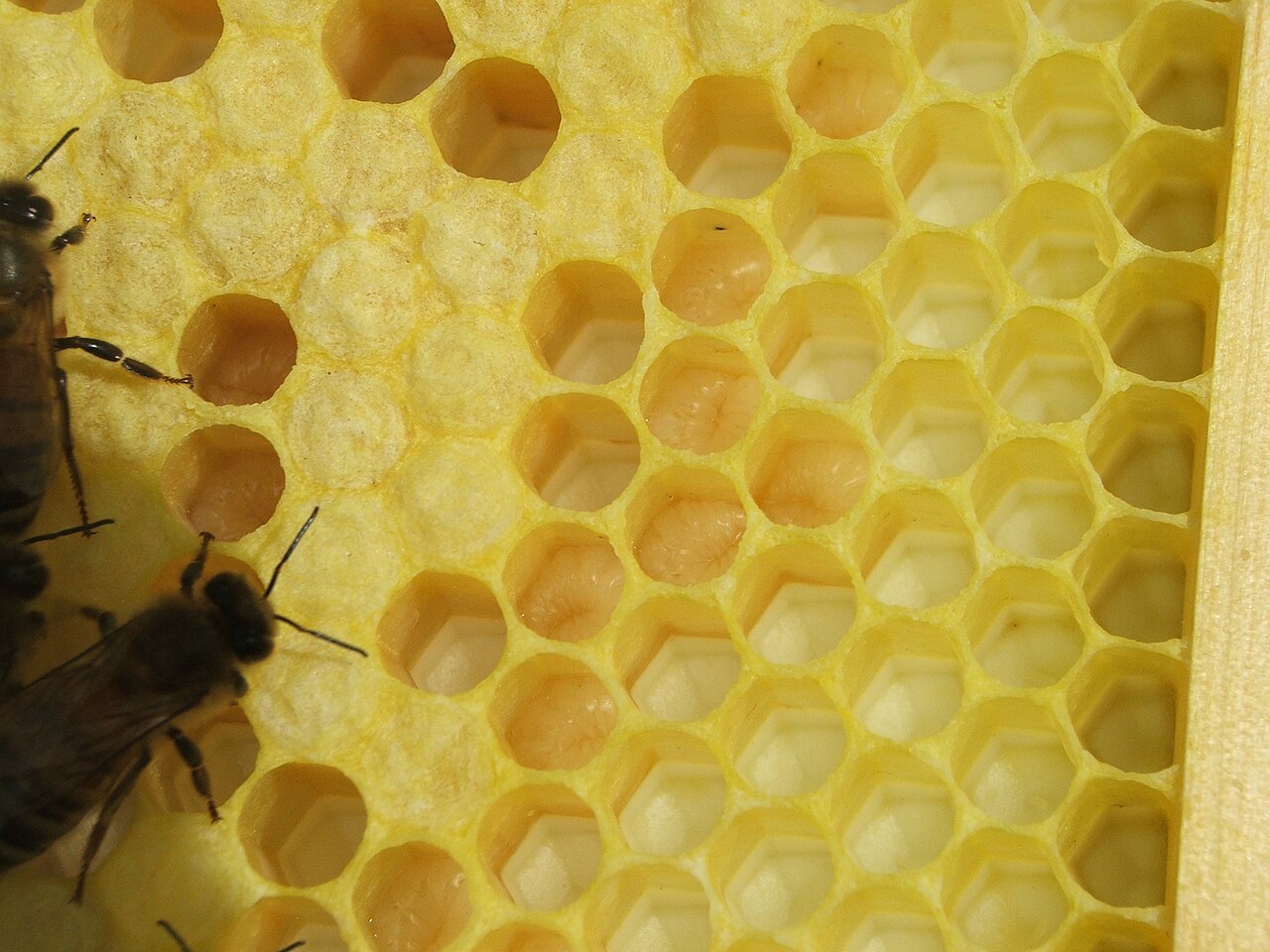 Honey bee brood