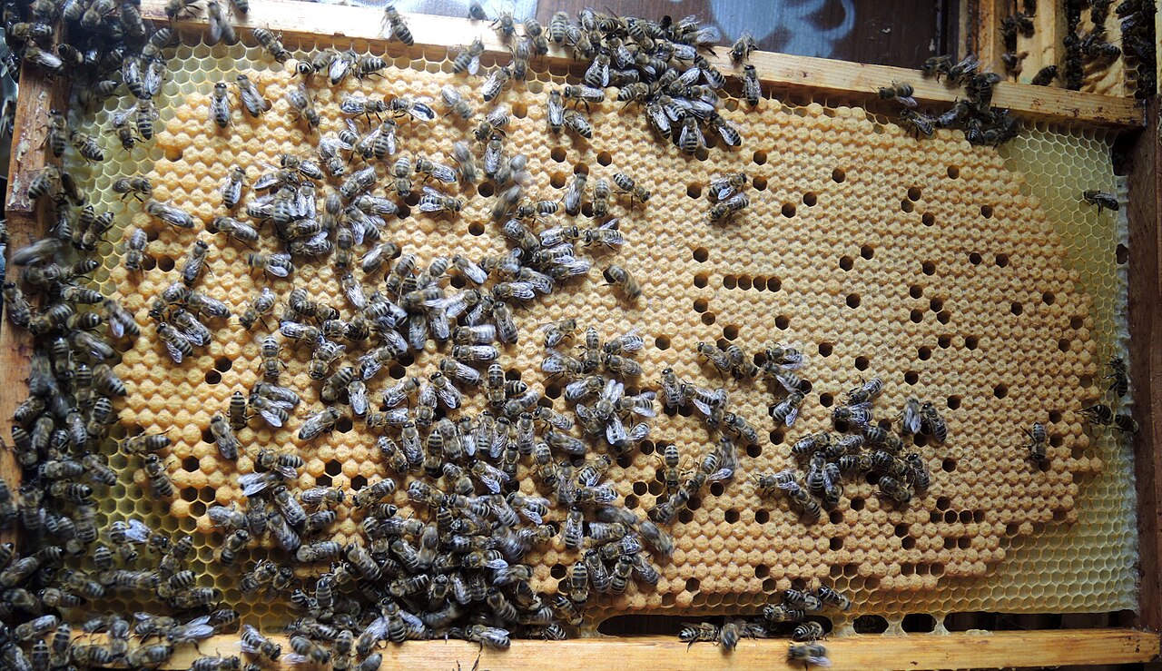 Honey bee brood