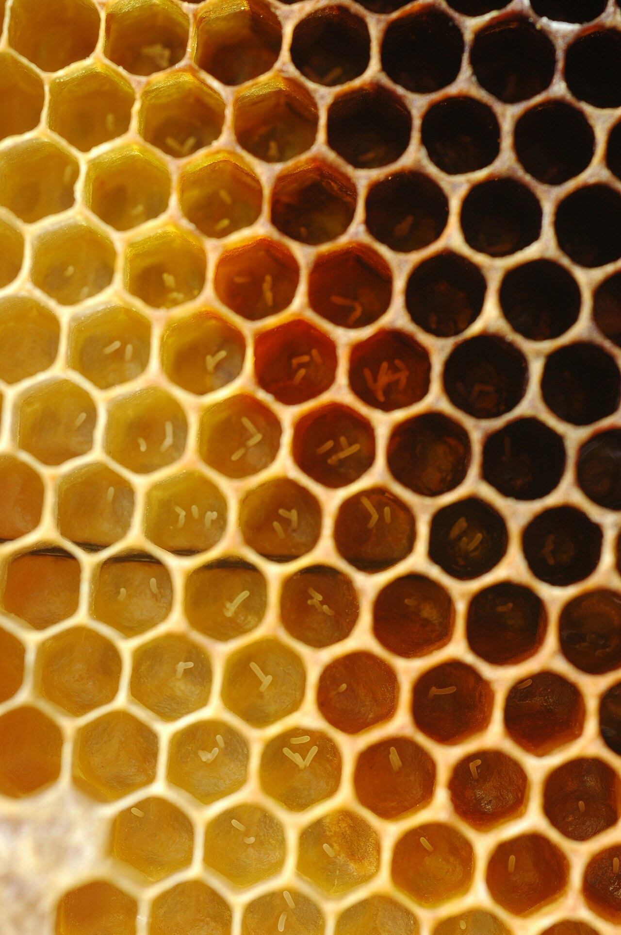 Honey bee brood