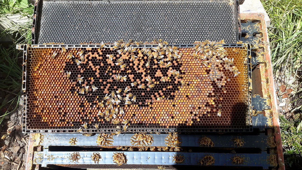 Honey bee brood