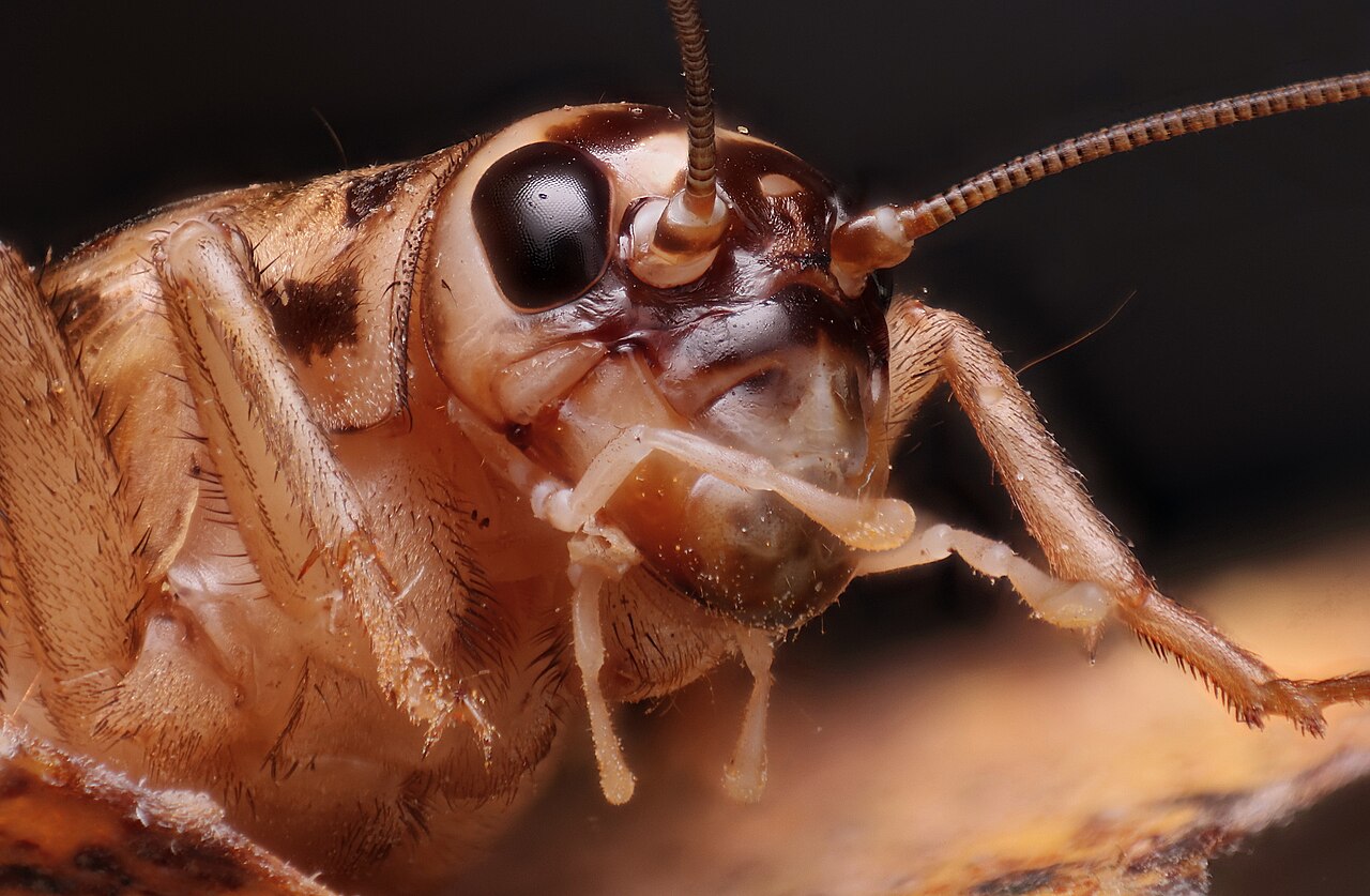 House cricket
