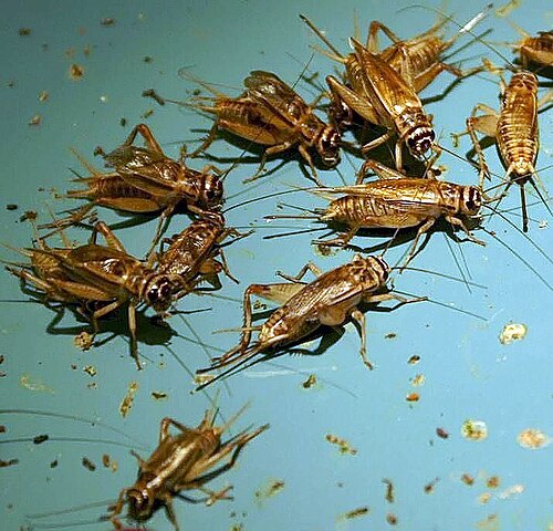 House cricket