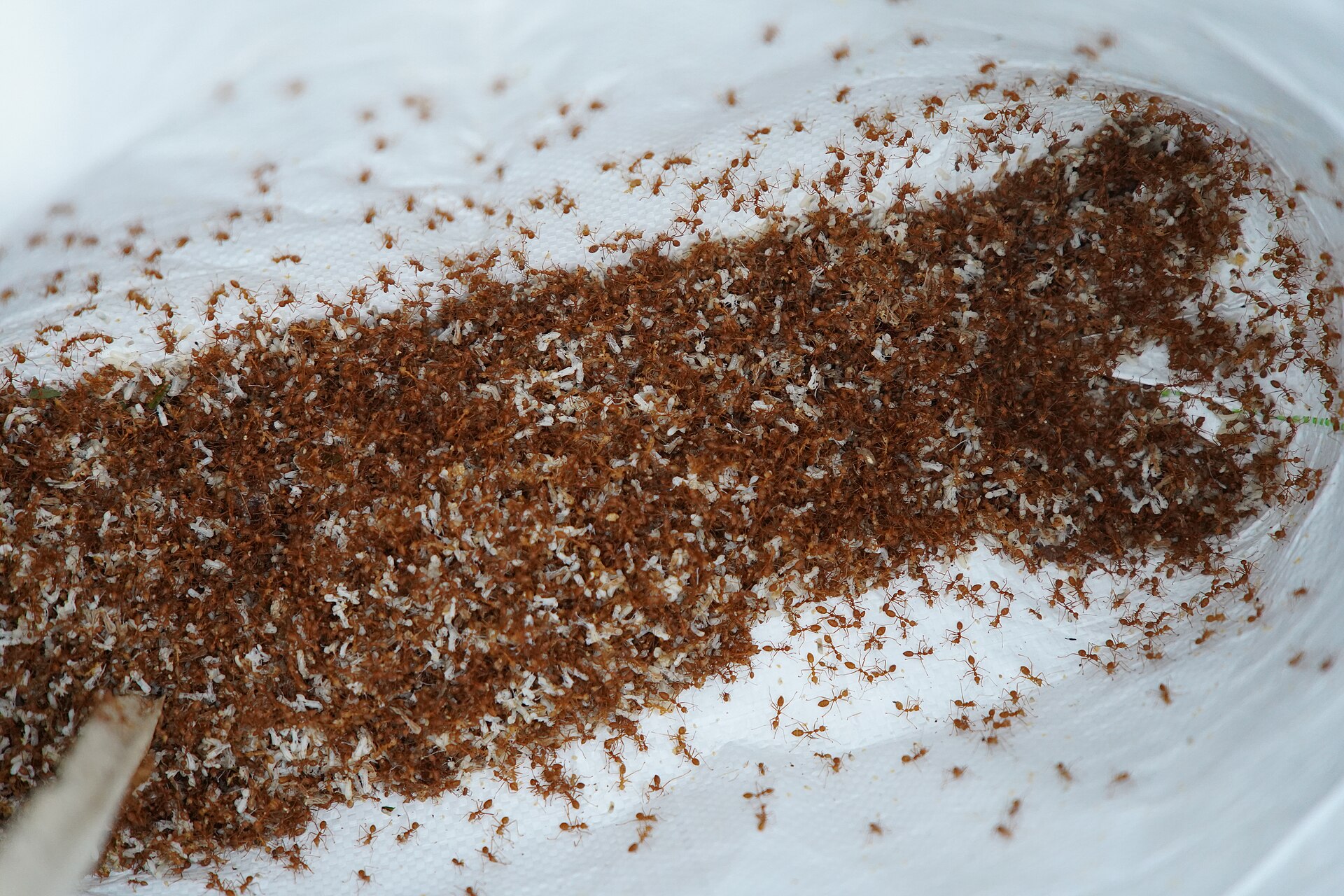 Hymenopterans