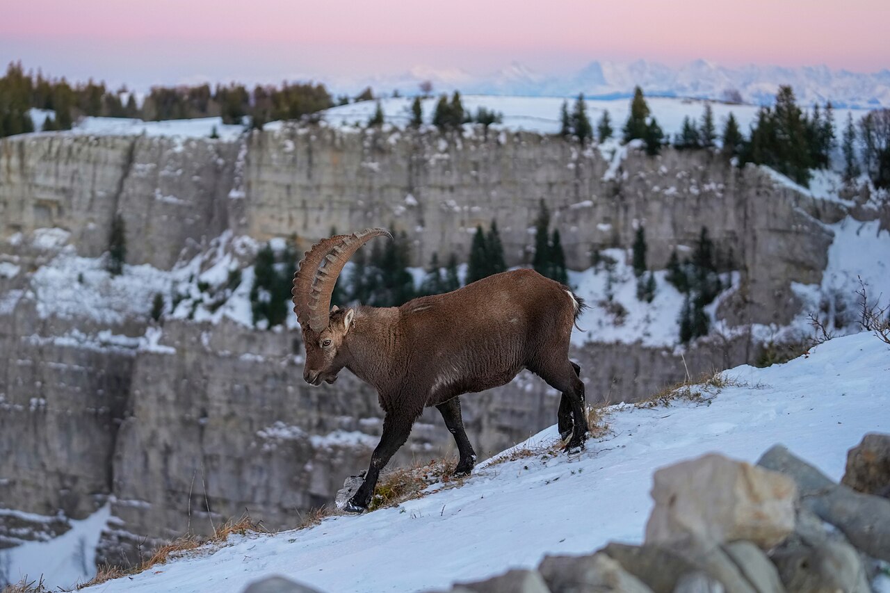 Ibex
