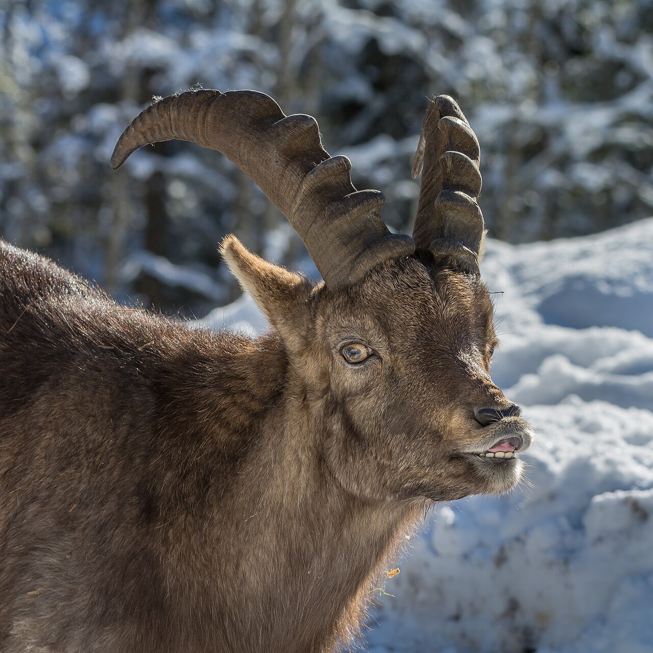 Ibex