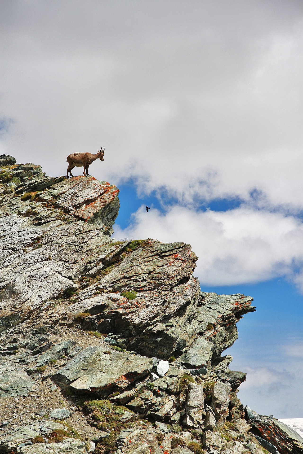 Ibex