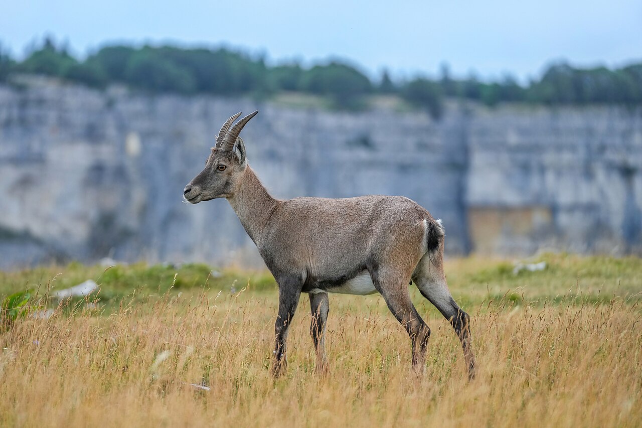 Ibex