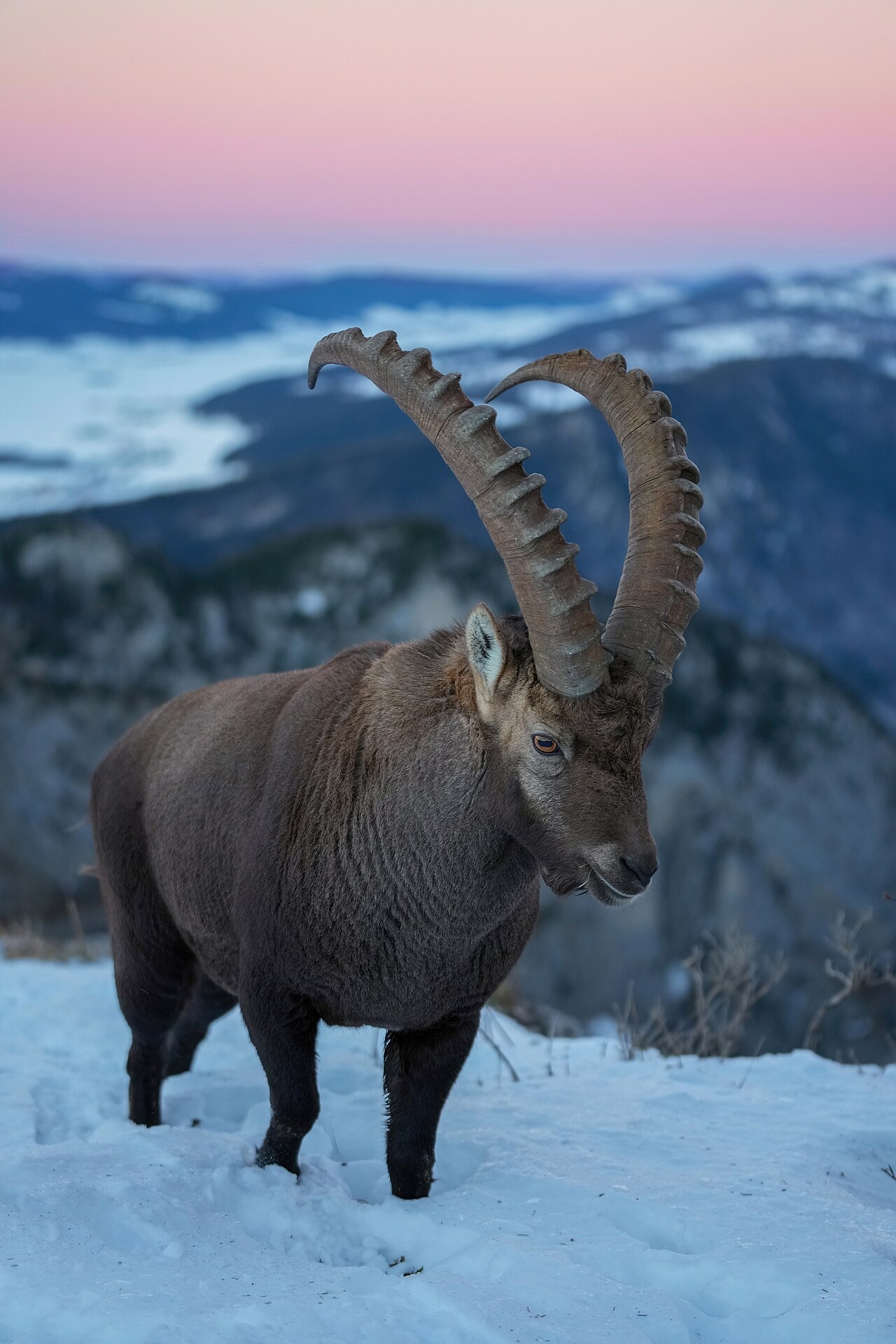 Ibex