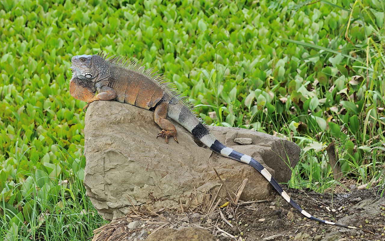 Iguana