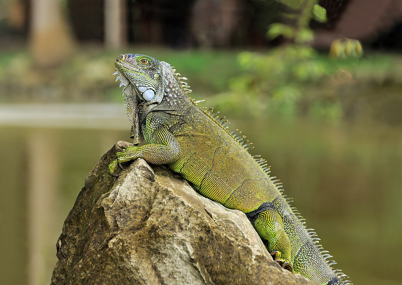 Iguana