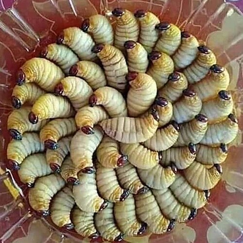 Insects