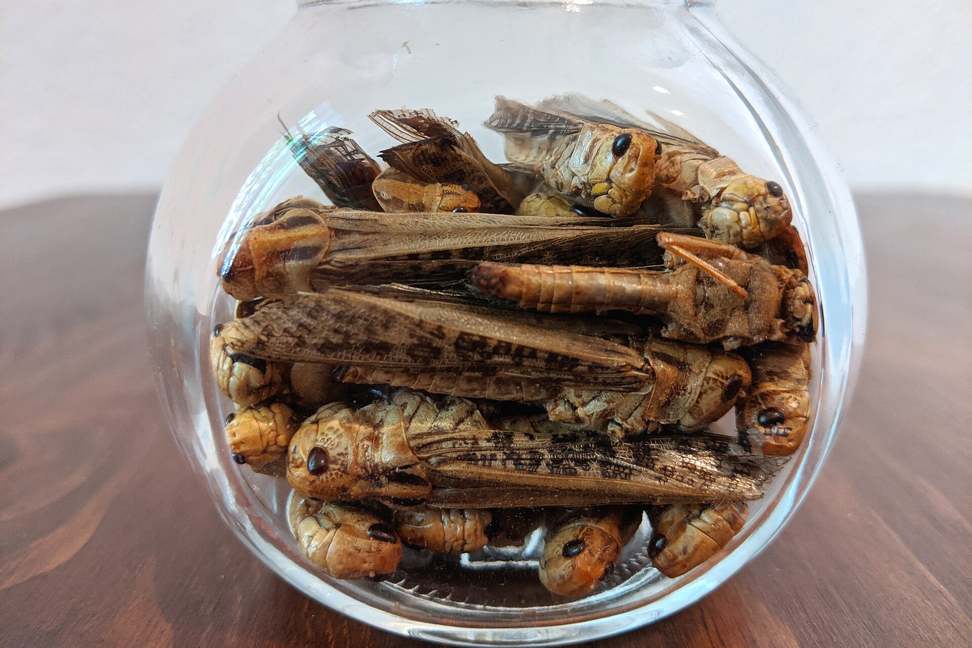 Insects