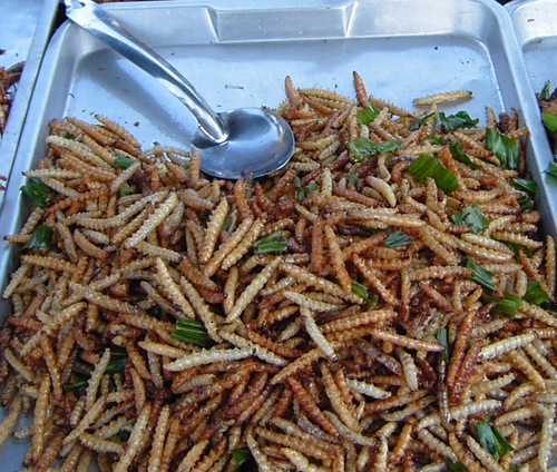 Insects