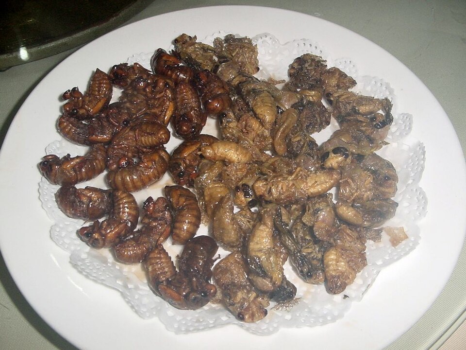 Insects
