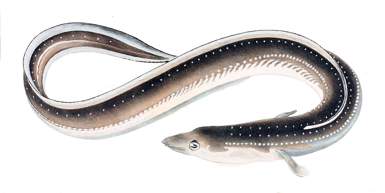 Japanese eel
