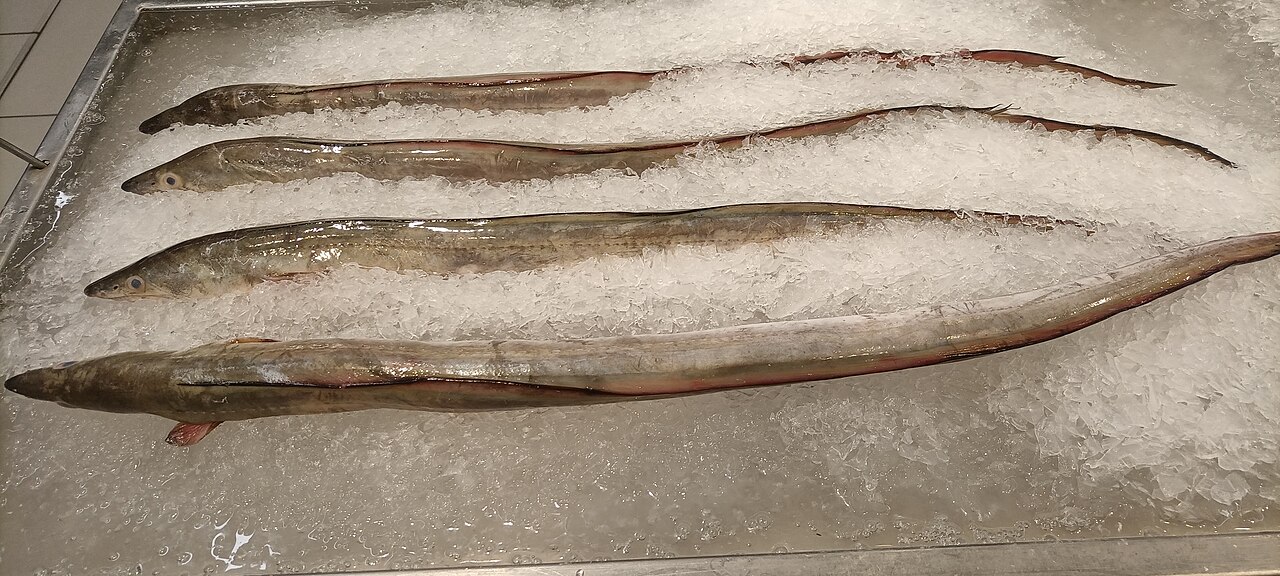 Japanese eel
