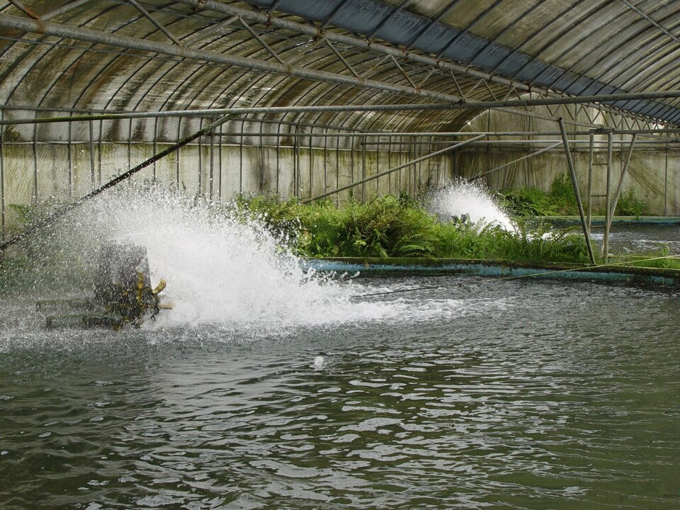 Japanese eel