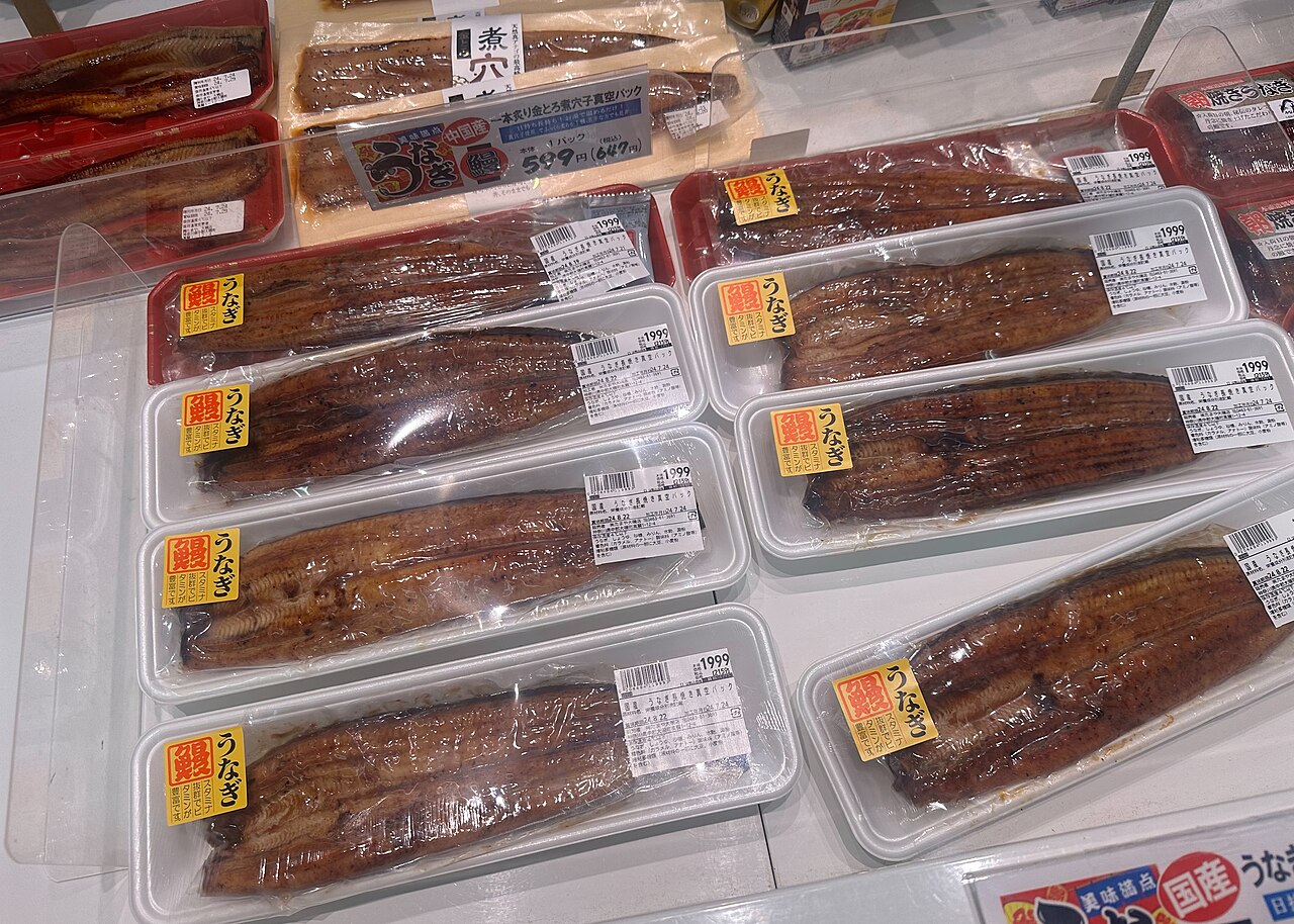 Japanese eel