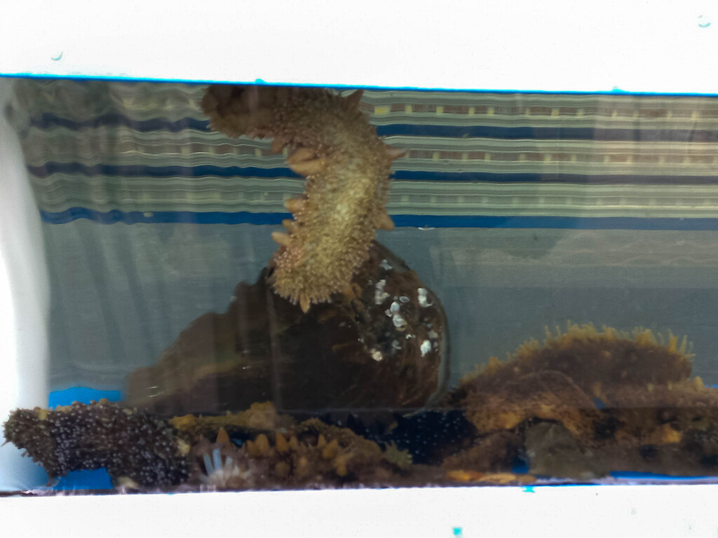 Japanese sea cucumber