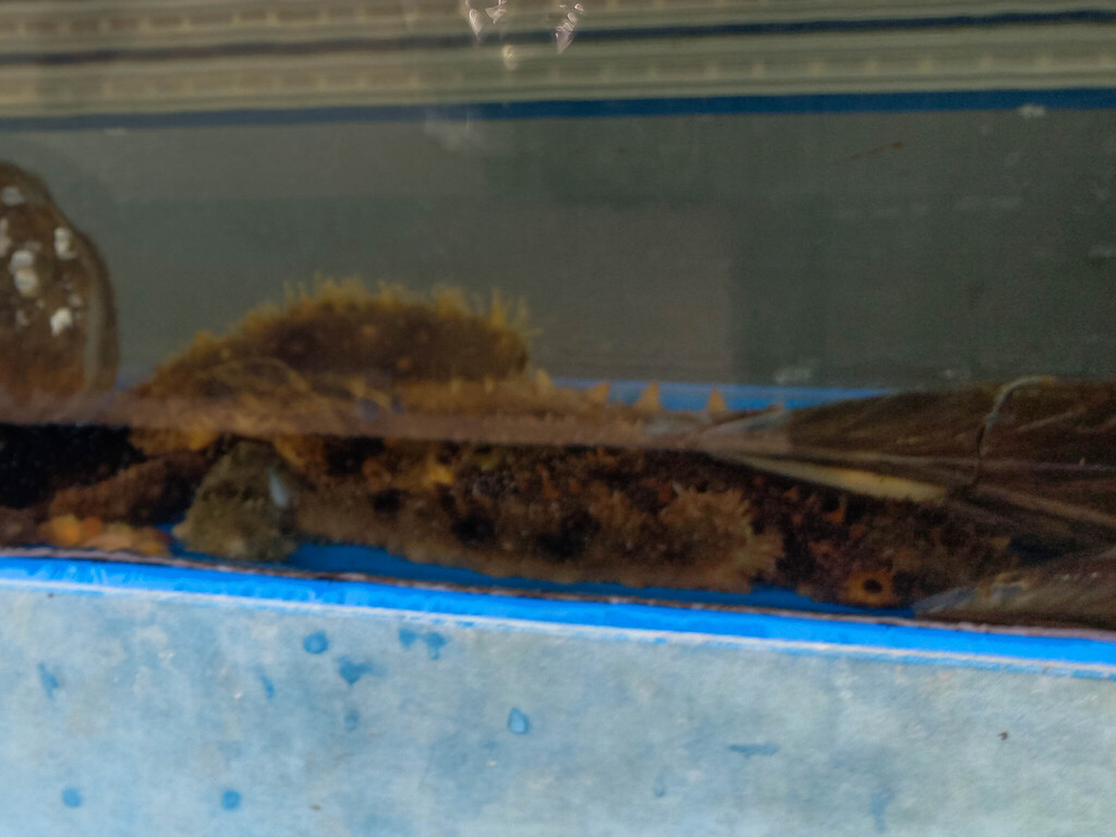 Japanese sea cucumber