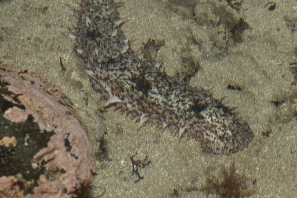 Japanese sea cucumber