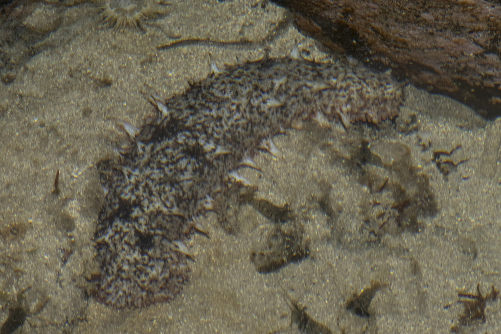 Japanese sea cucumber