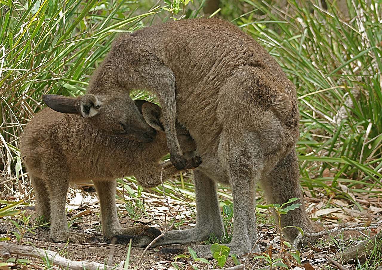 Kangaroo