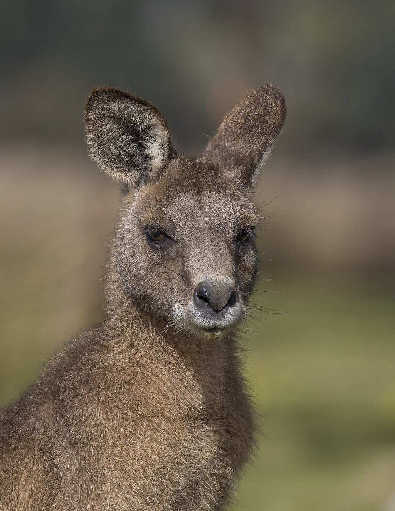 Kangaroo