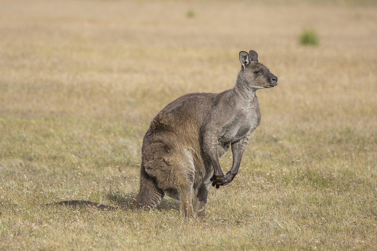 Kangaroo