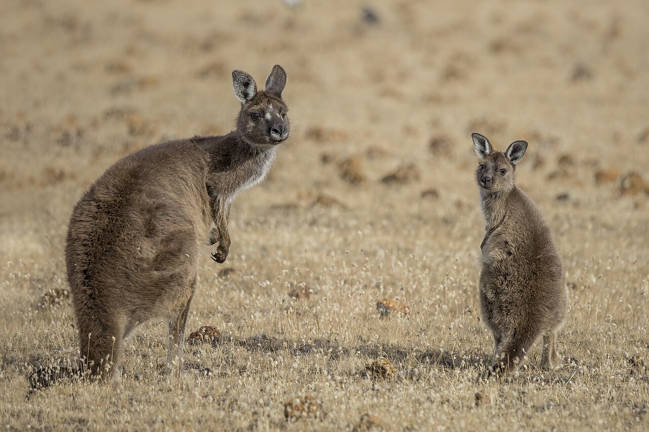 Kangaroo