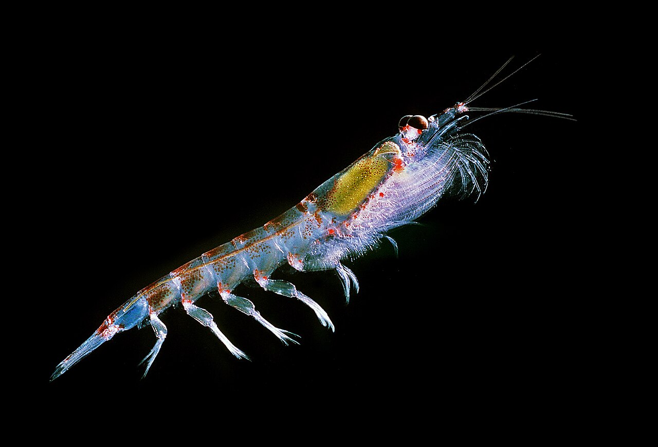 Krill and Small Crustaceans