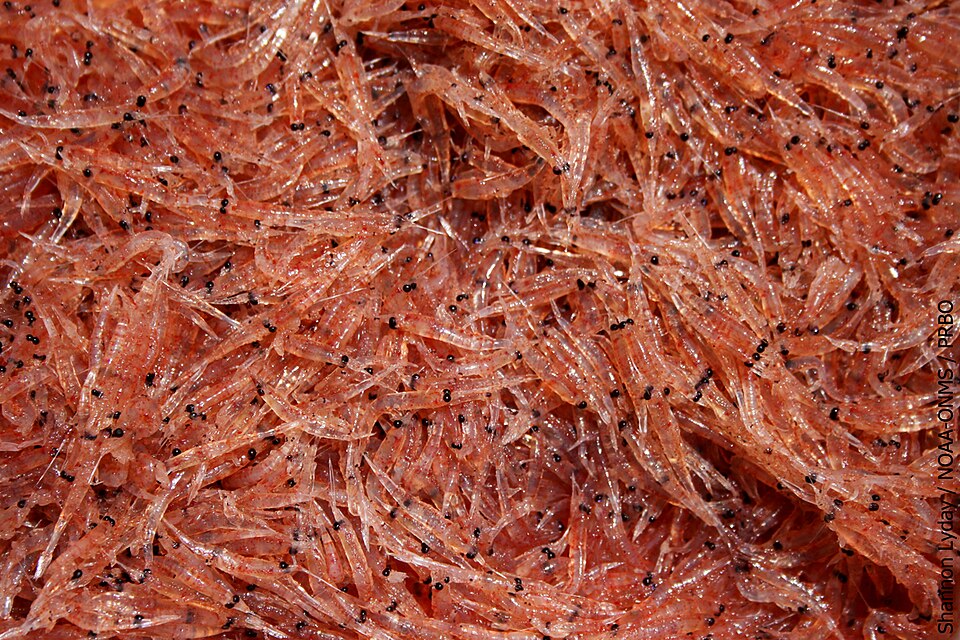 Krill and Small Crustaceans