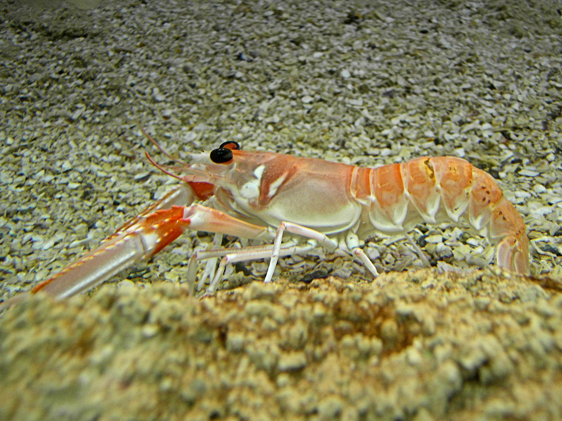 Langoustine