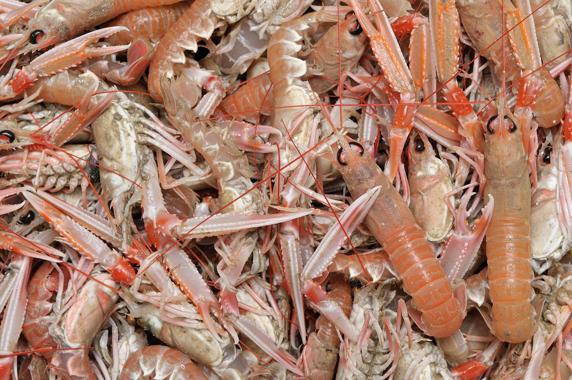 Langoustine