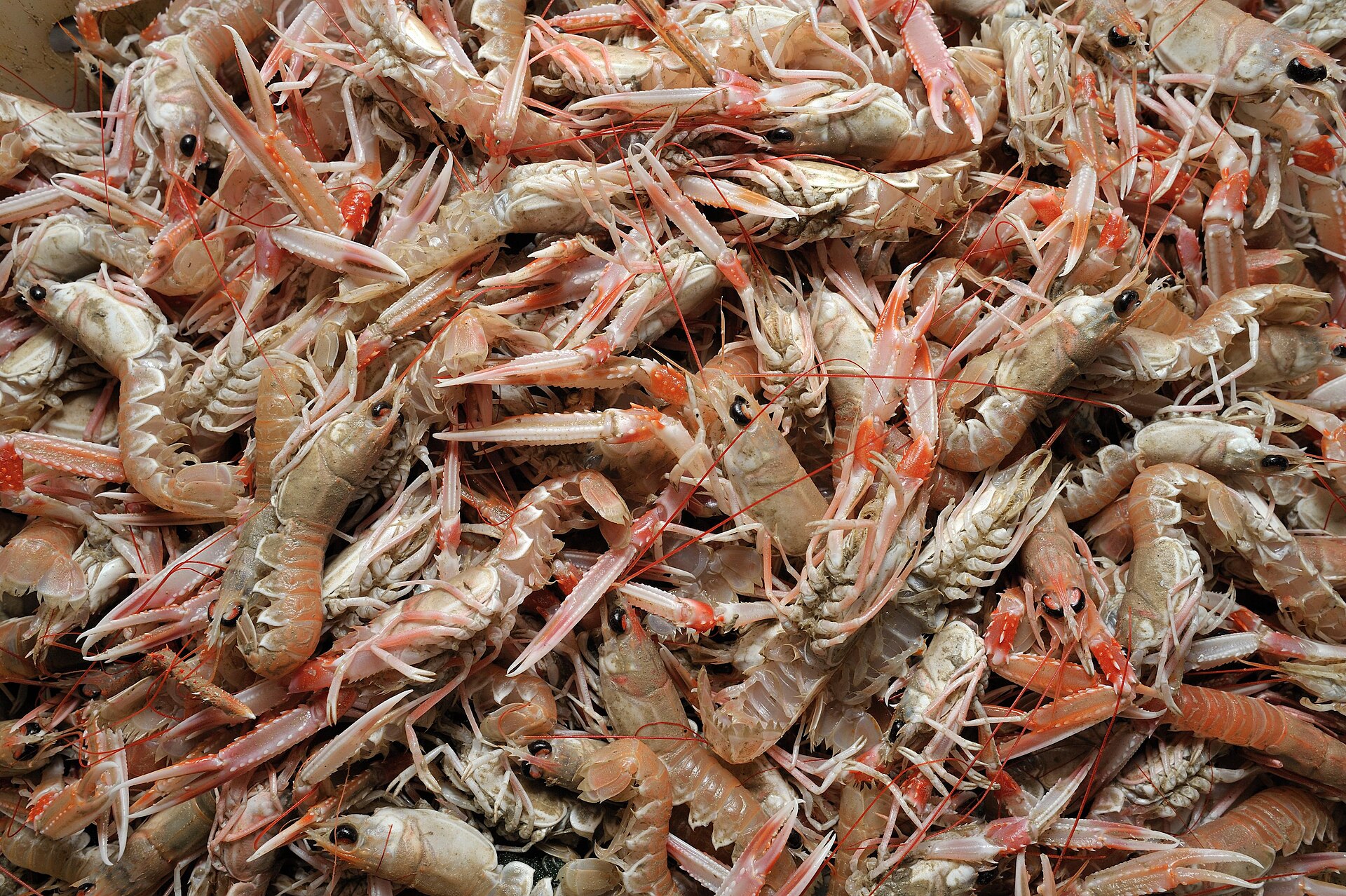 Langoustine