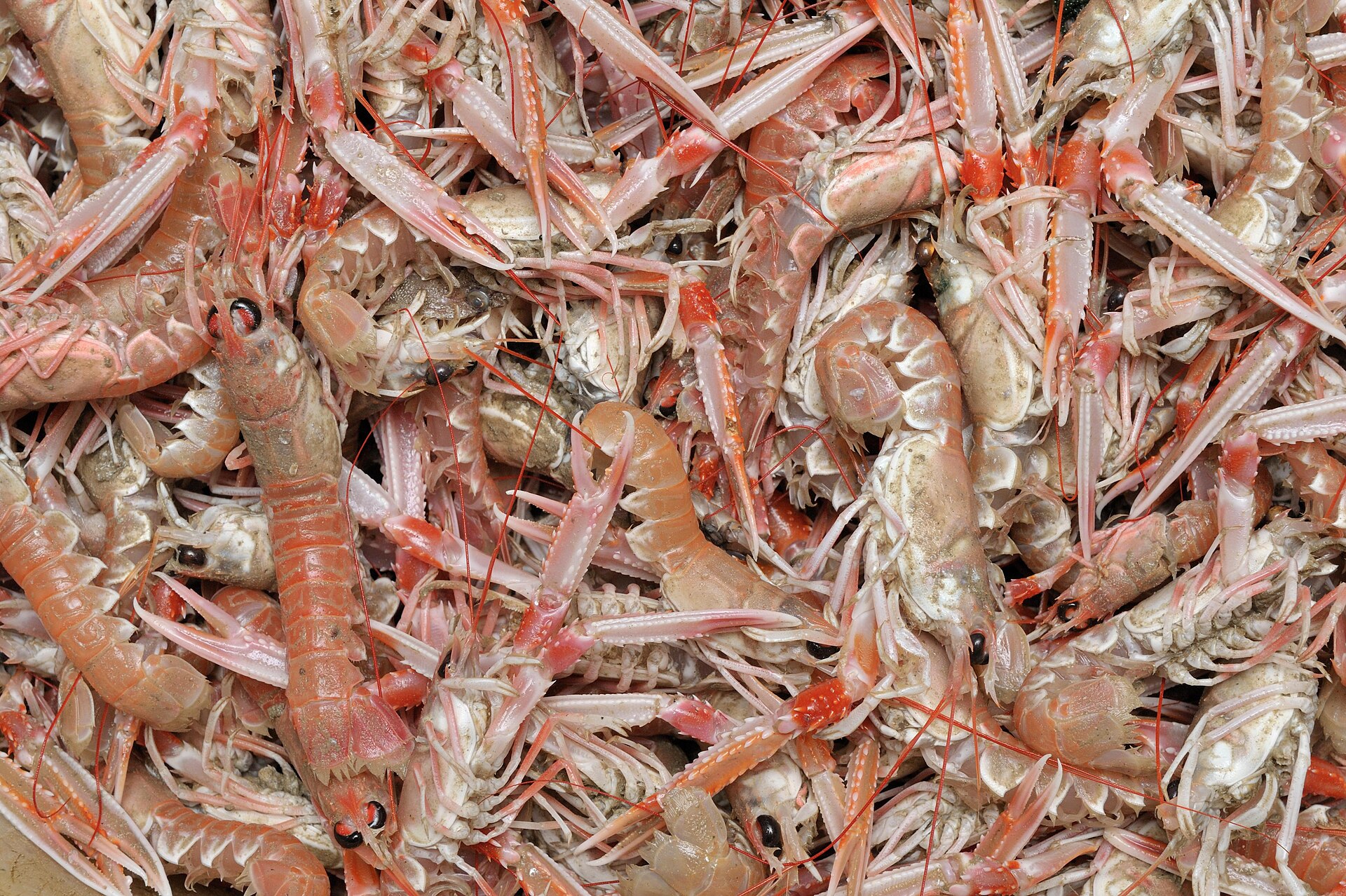 Langoustine