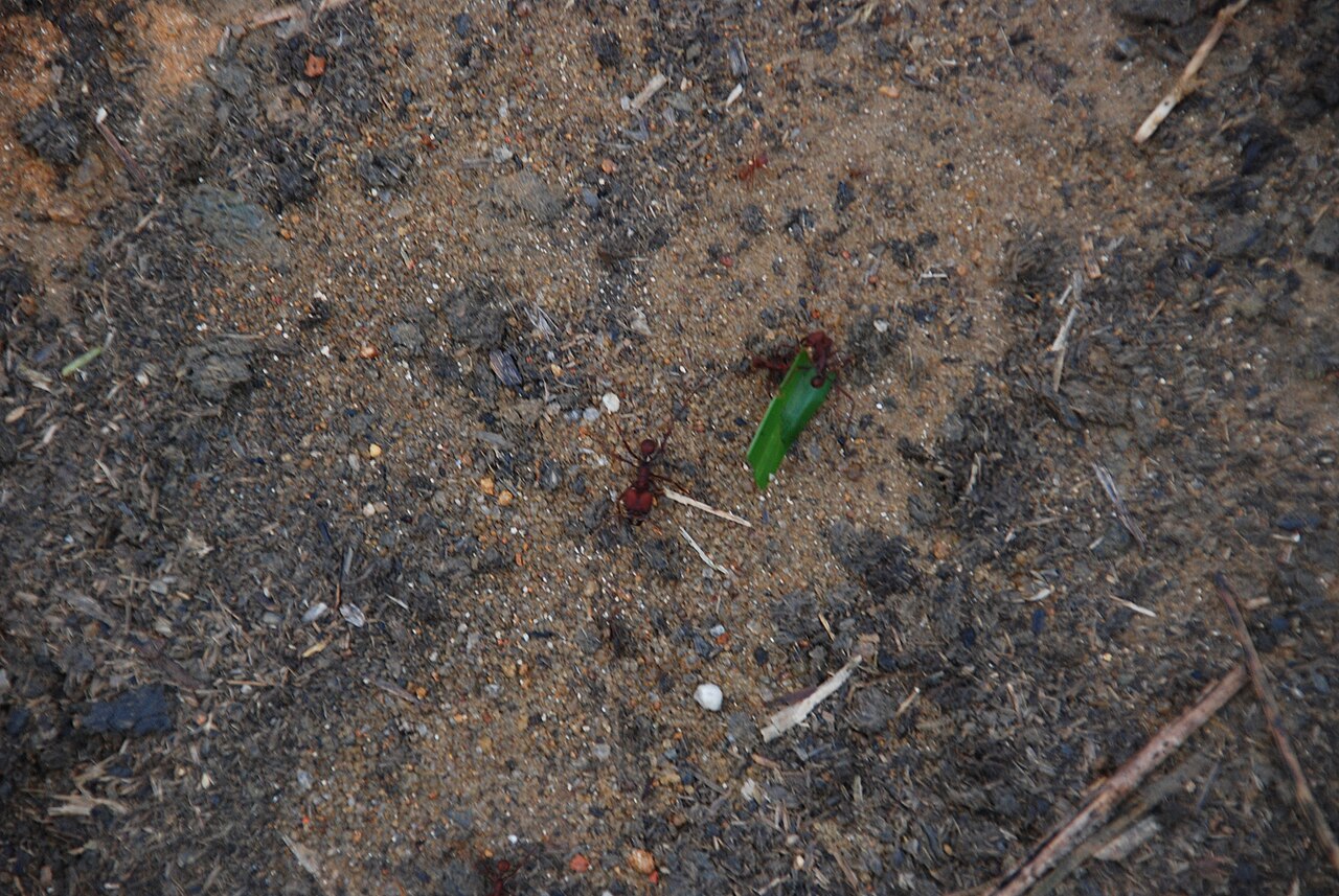 Leafcutter ants