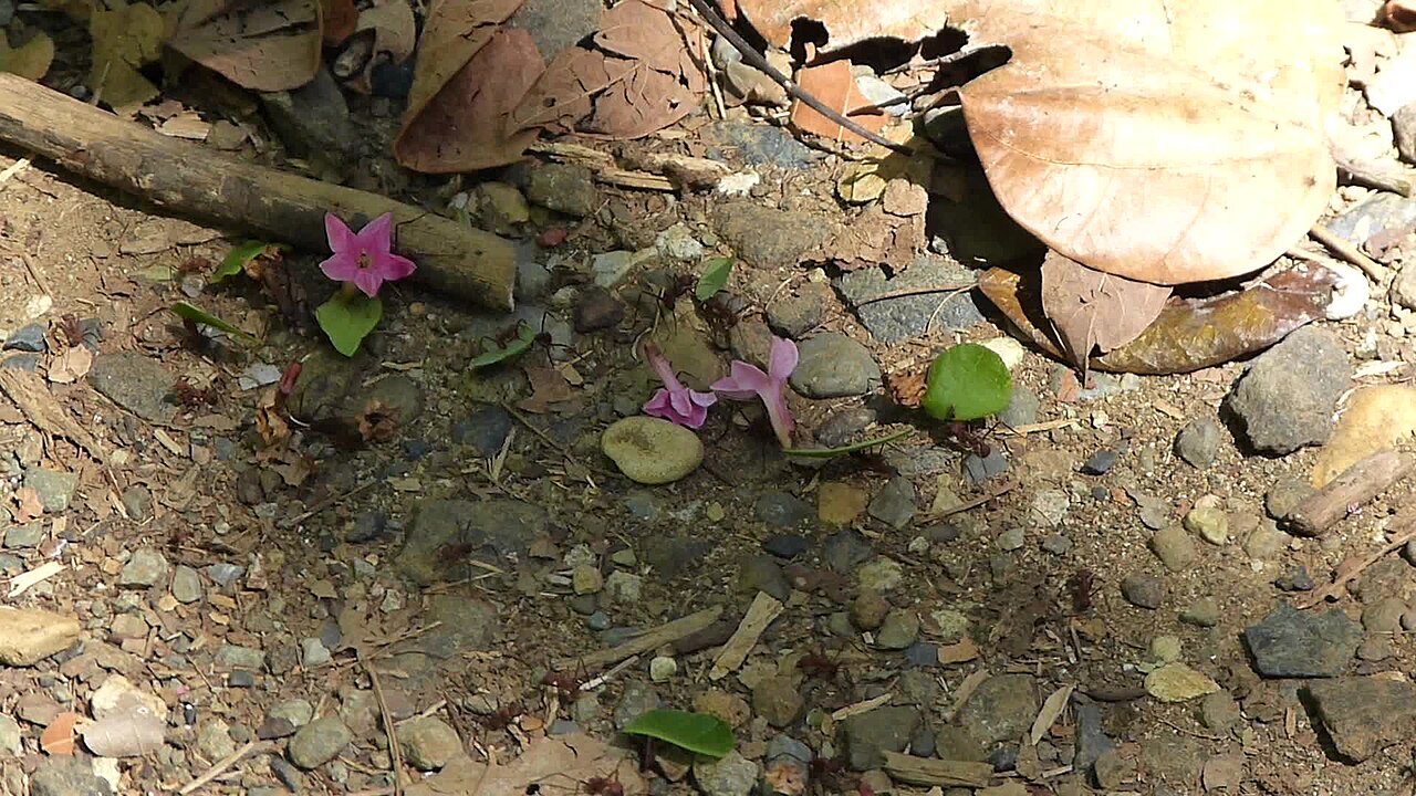 Leafcutter ants