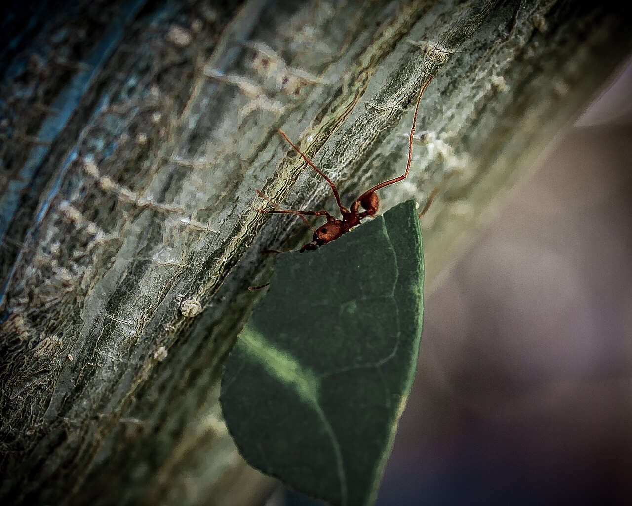 Leafcutter ants