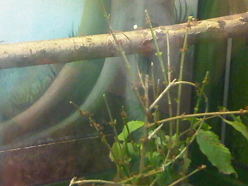 Leafcutter ants