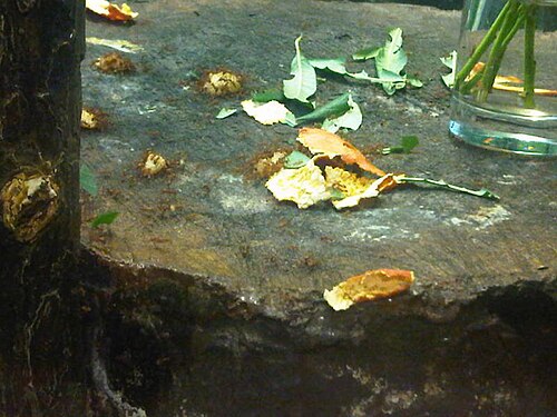 Leafcutter ants