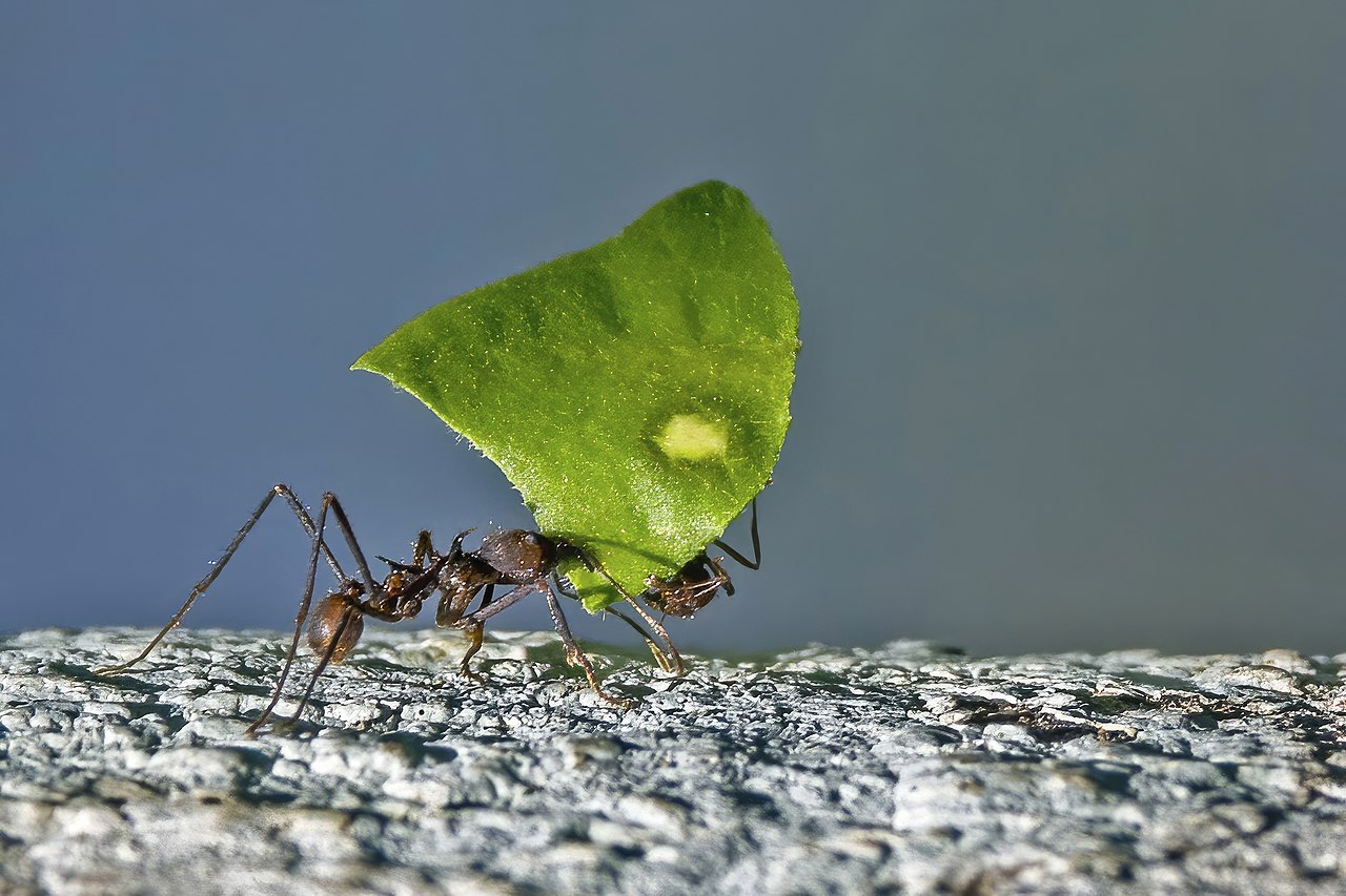 Leafcutter ants