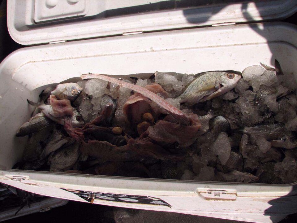Lizards