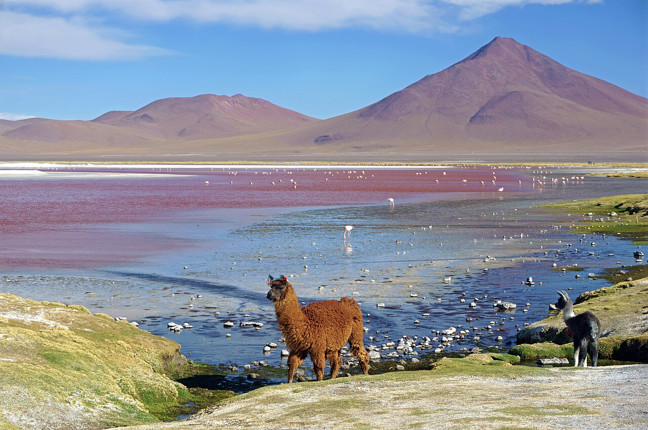 Llama