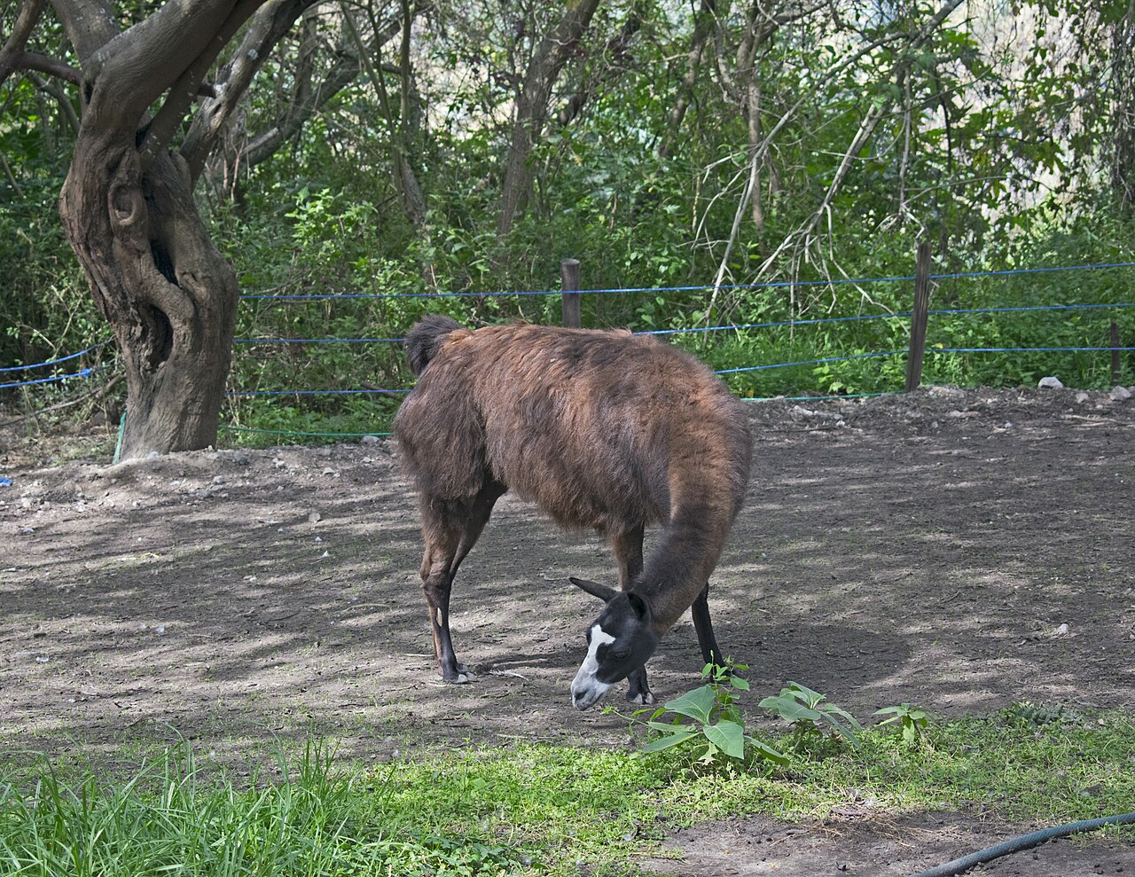 Llama