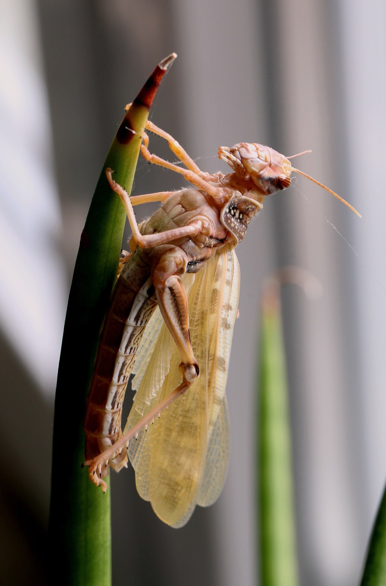 Locust