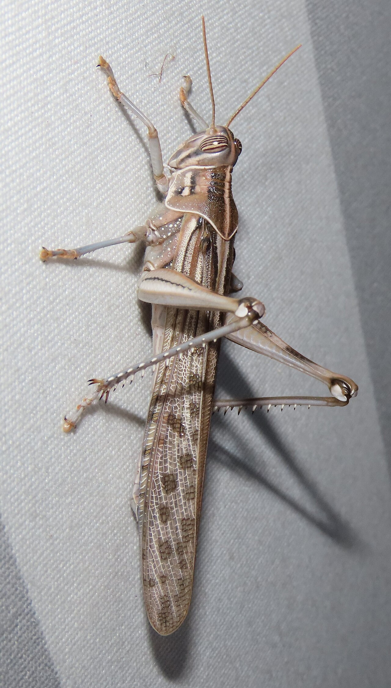 Locust