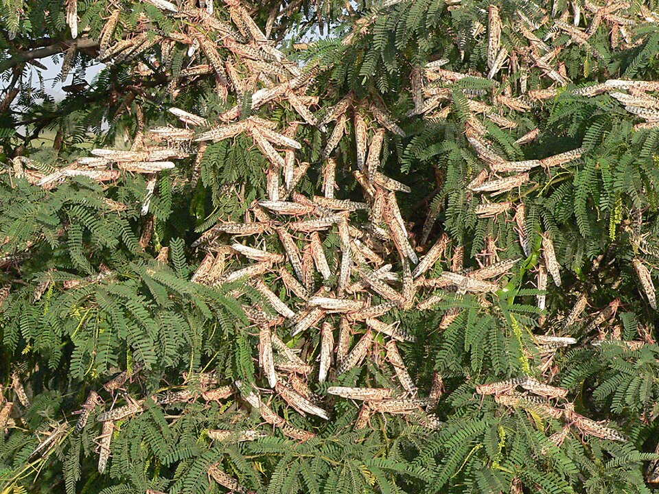 Locust