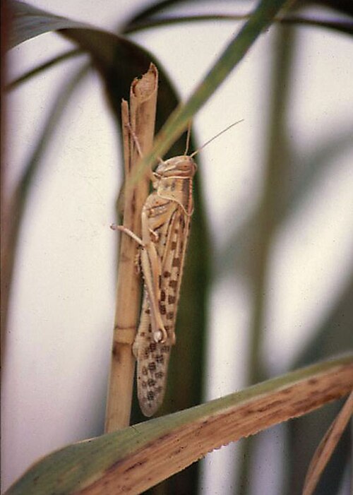 Locust