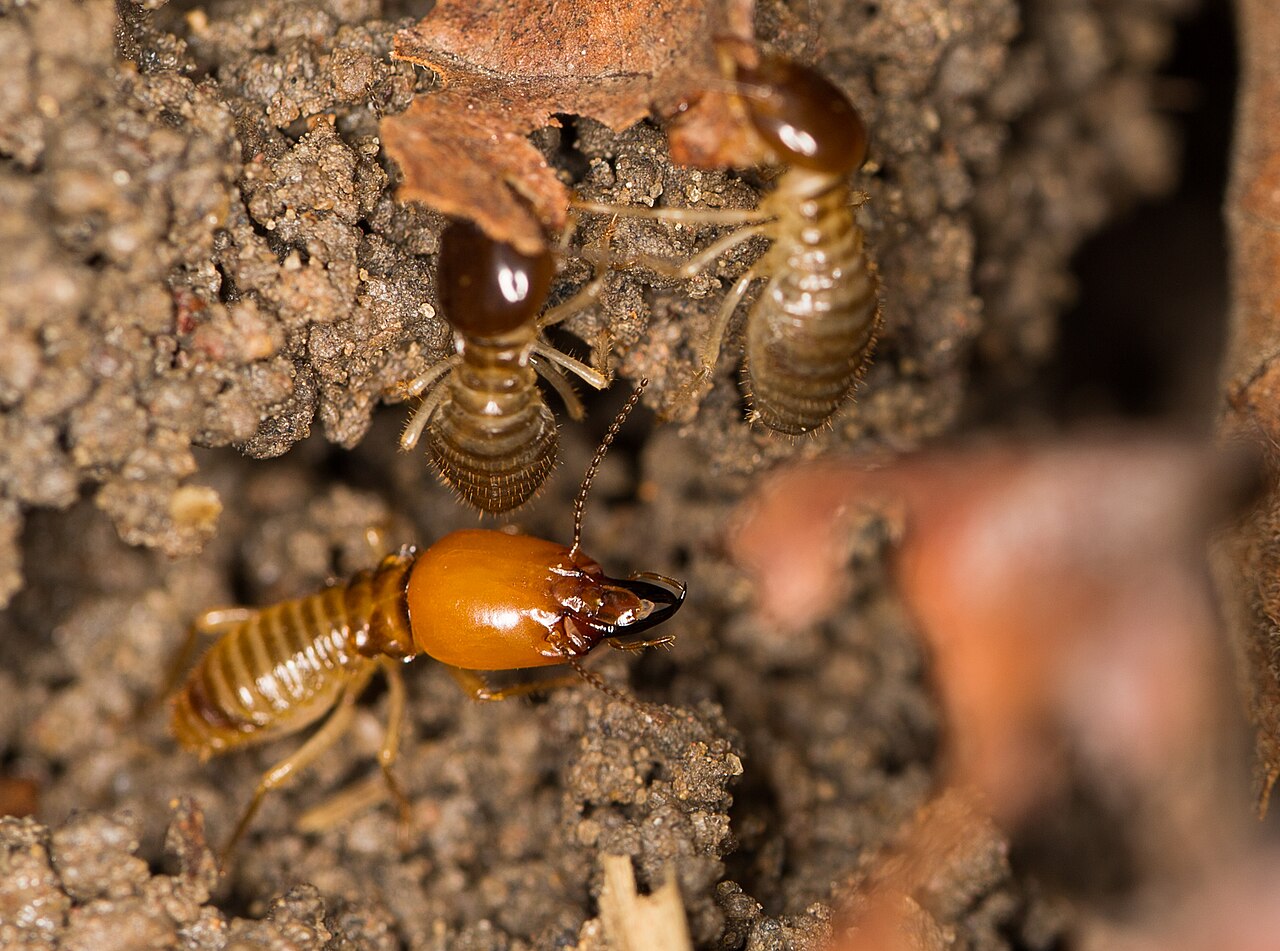 Macrotermes termites